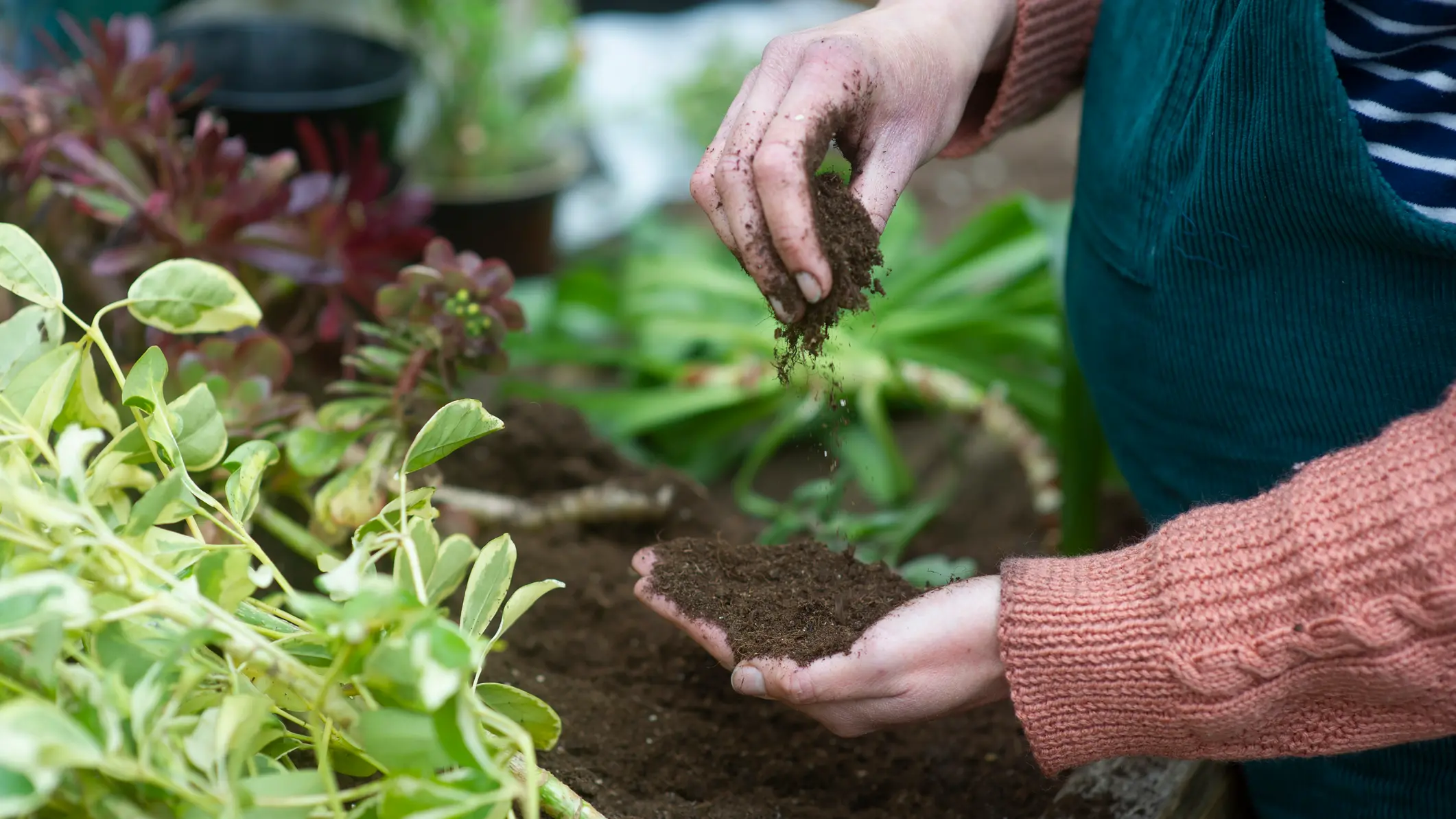 Your garden