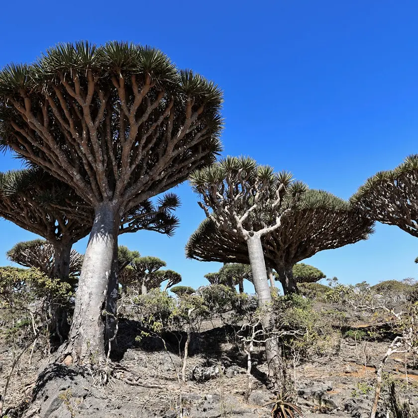 Bark microbes are climate giants