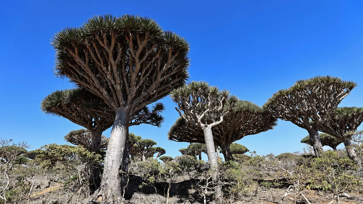 Bark microbes are climate giants