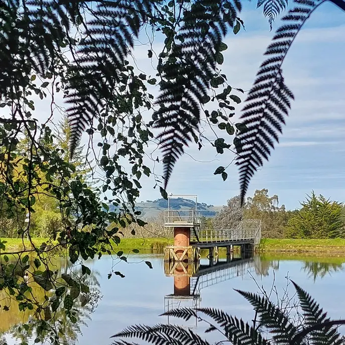 Grabbing a nap by a pristine pond