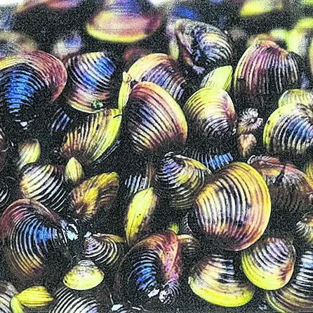 Freshwater clams threaten ecosystem