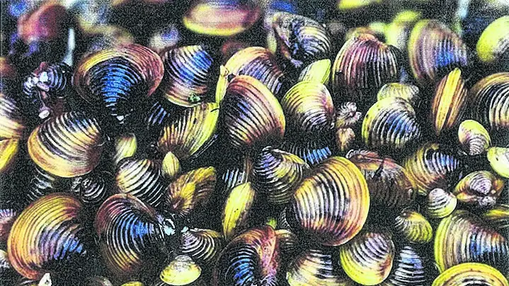 Freshwater clams threaten ecosystem