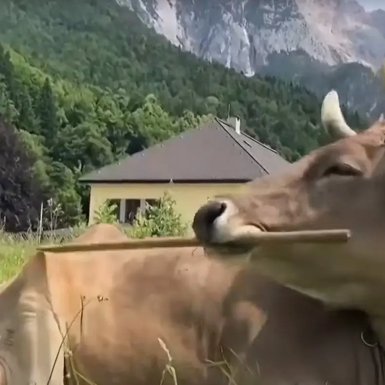 Sweeping away bovine misconceptions