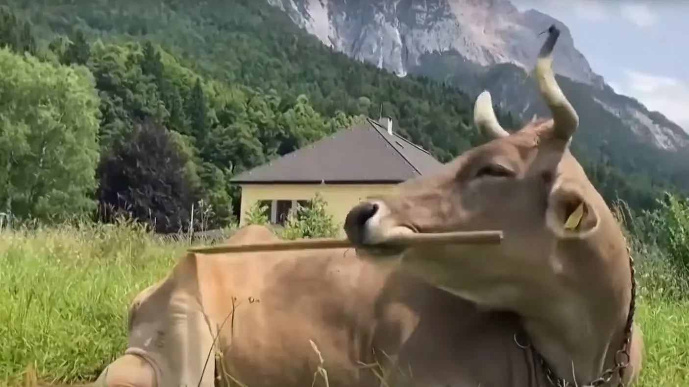 Sweeping away bovine misconceptions