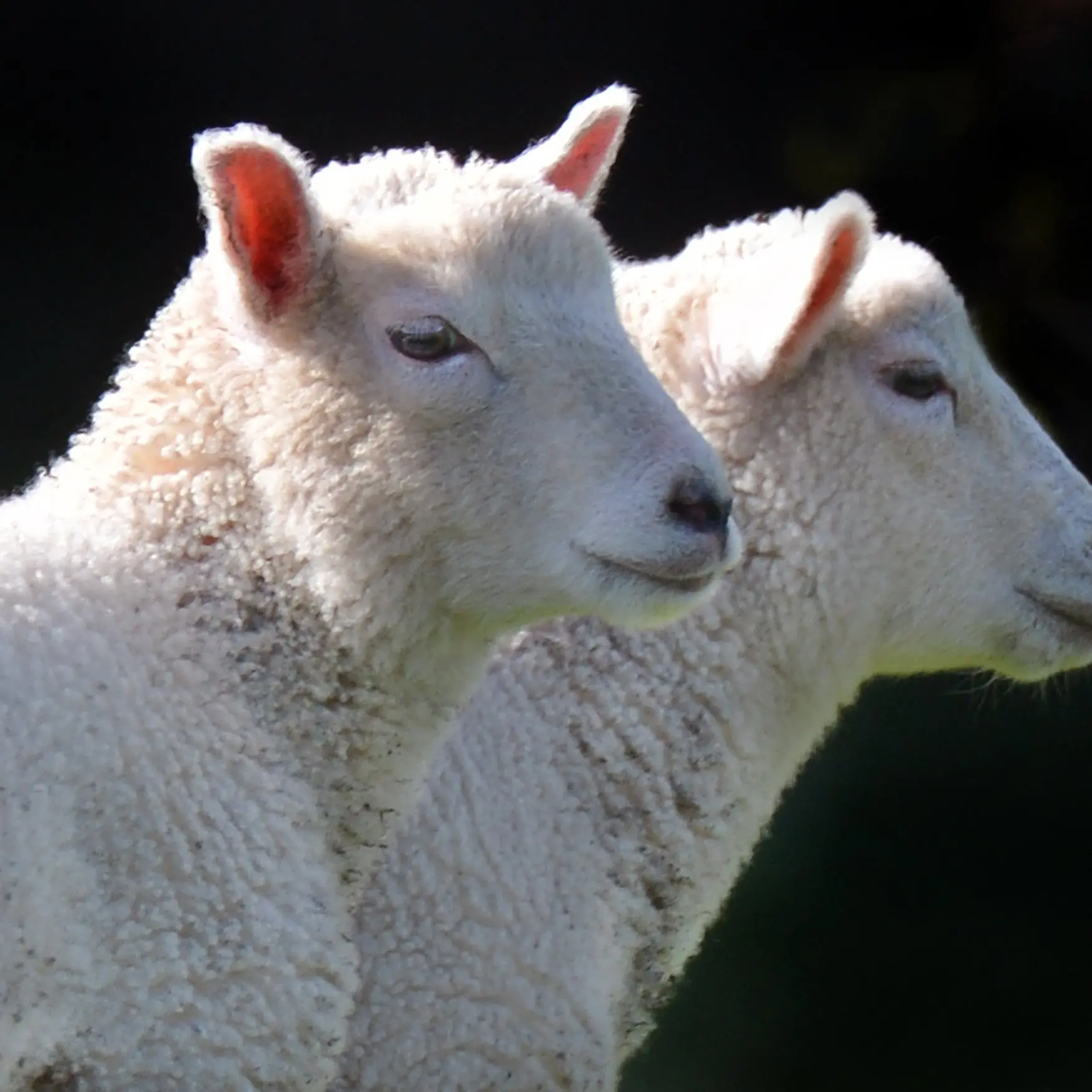 Woolly thinking on winning extends further afield