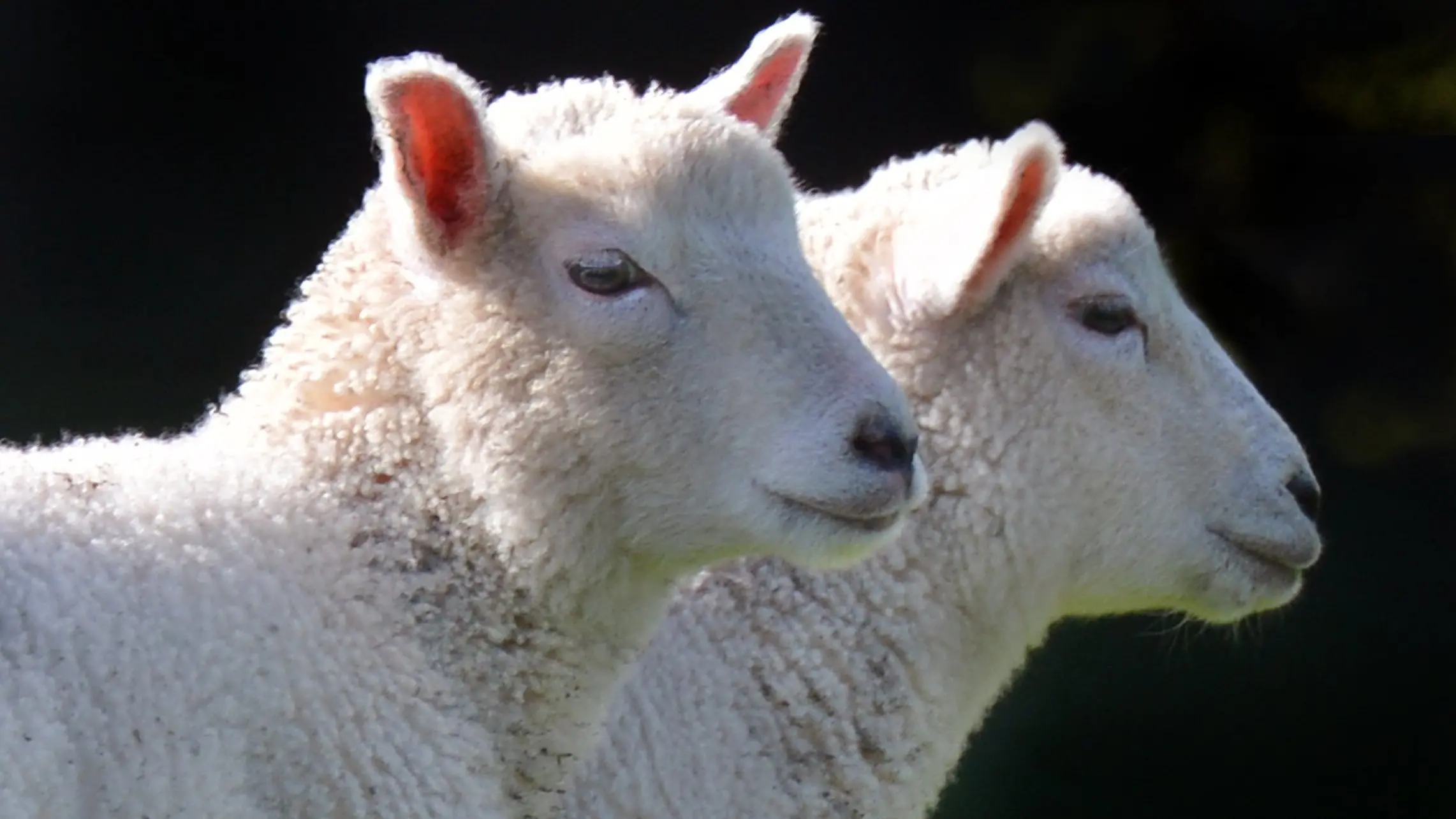 Woolly thinking on winning extends further afield