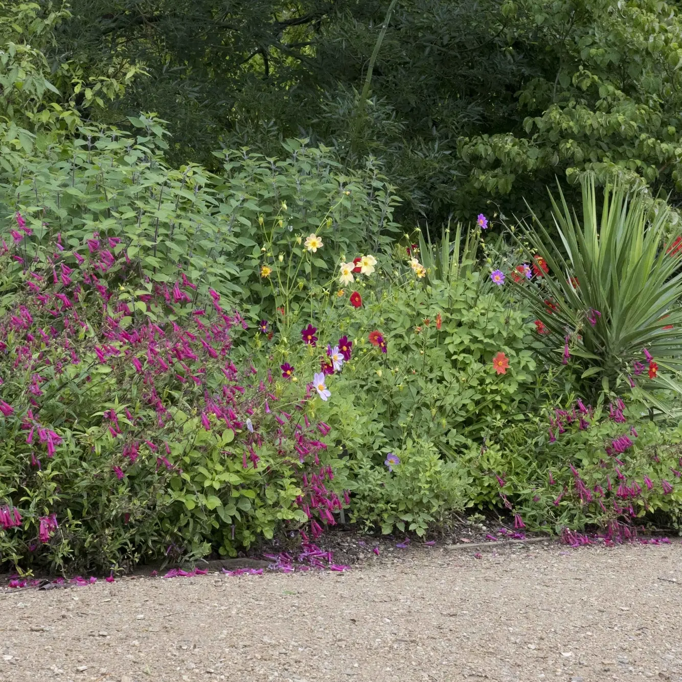 Dahlias take turns as stars of the show