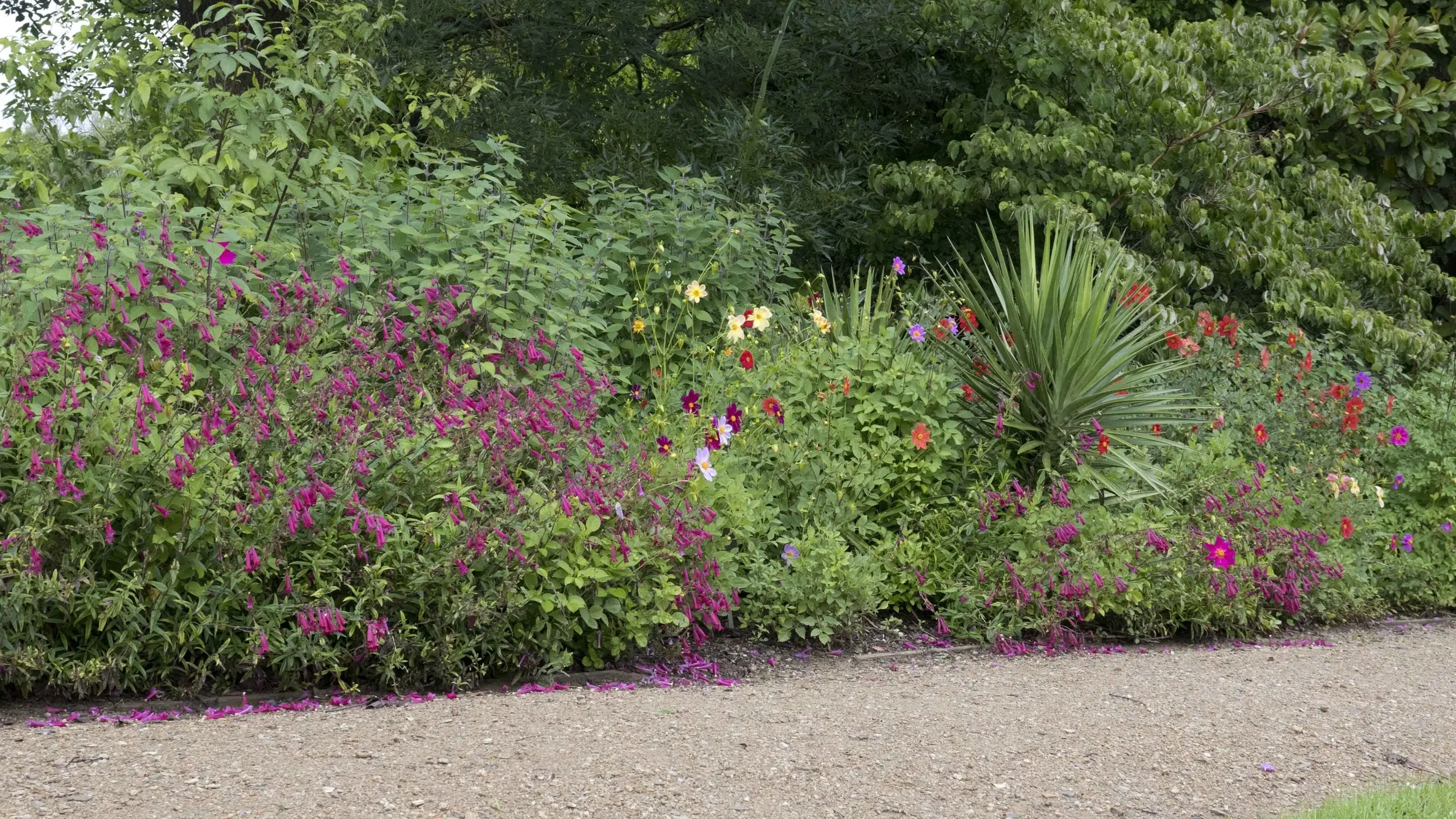 Dahlias take turns as stars of the show