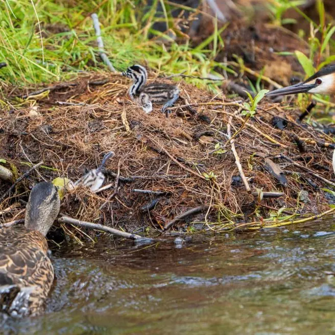 Killer ducks were killed, not anything else