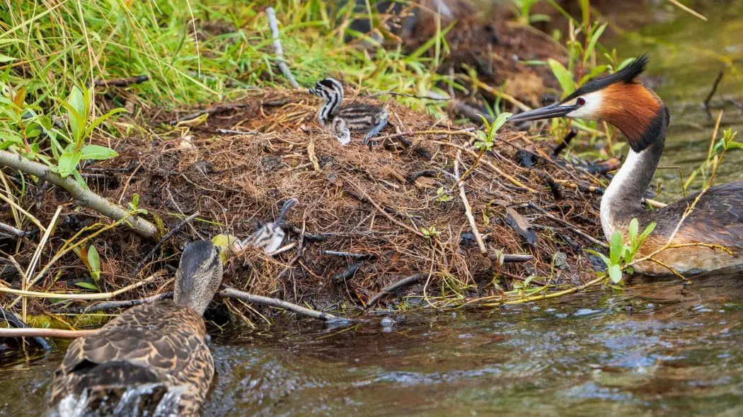 Killer ducks were killed, not anything else