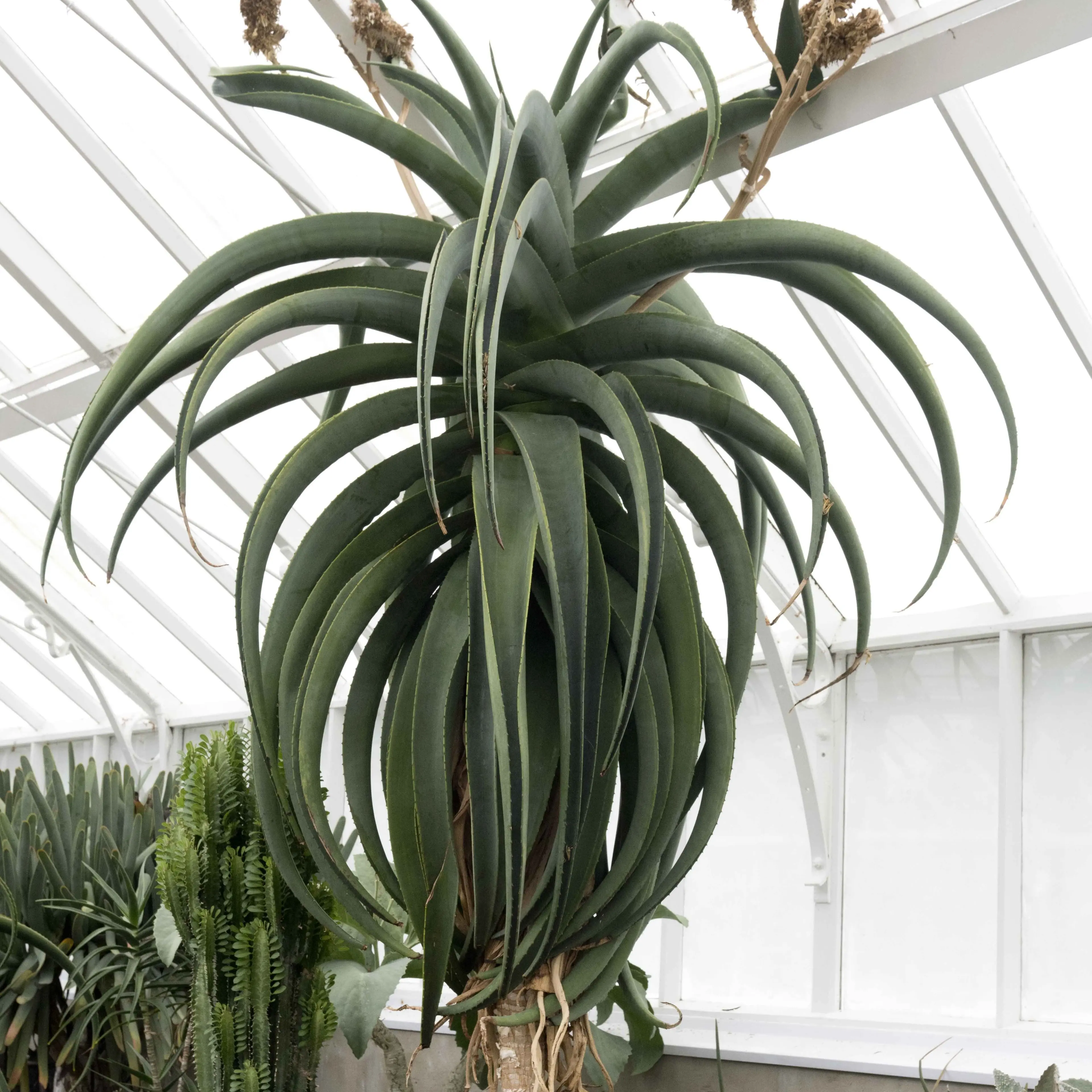 Big aloe finds a new home