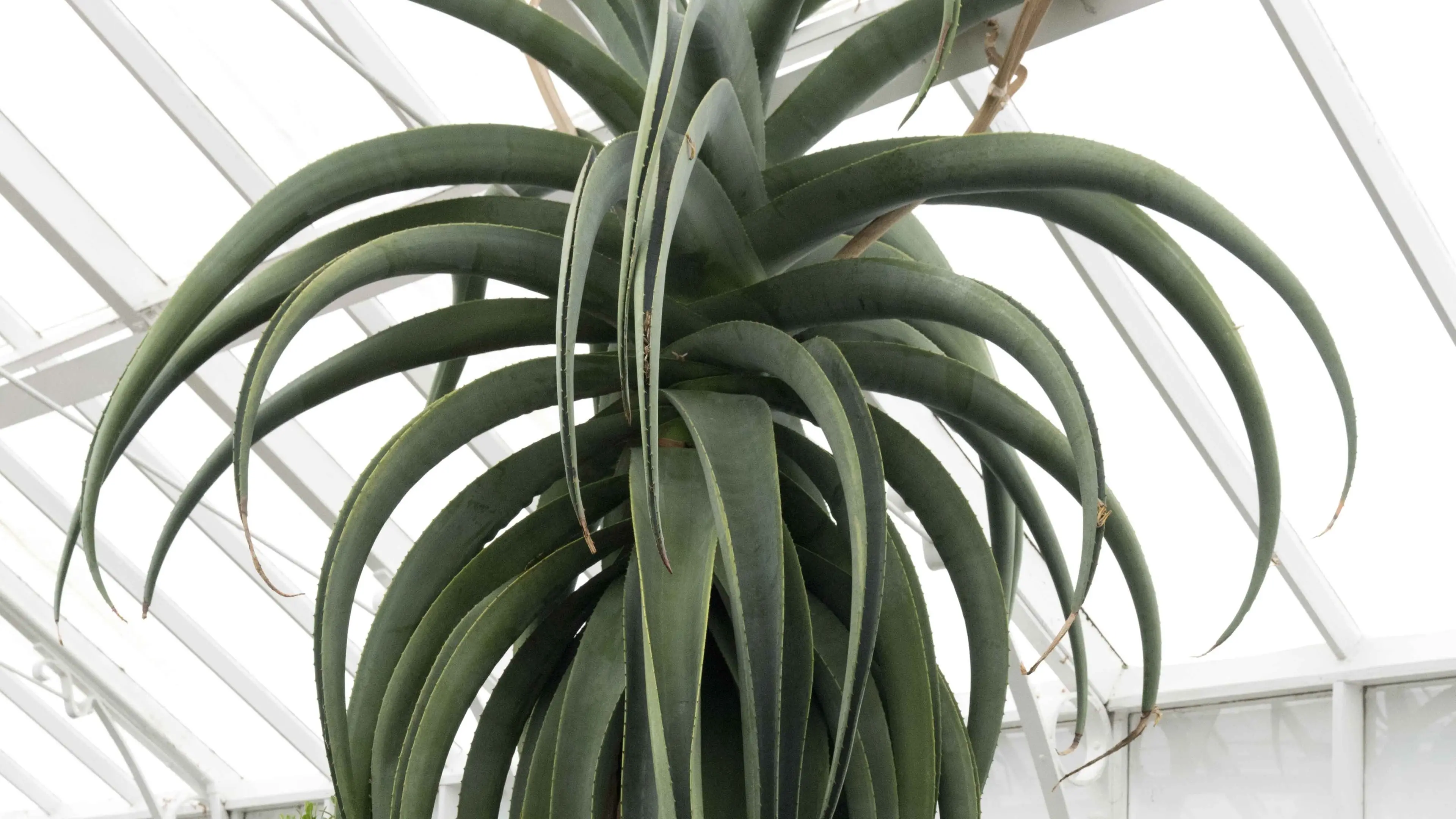 Big aloe finds a new home