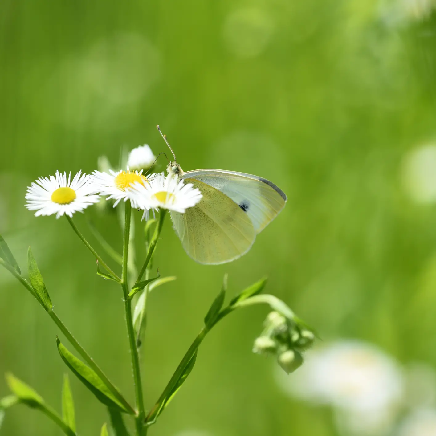 Your Garden
