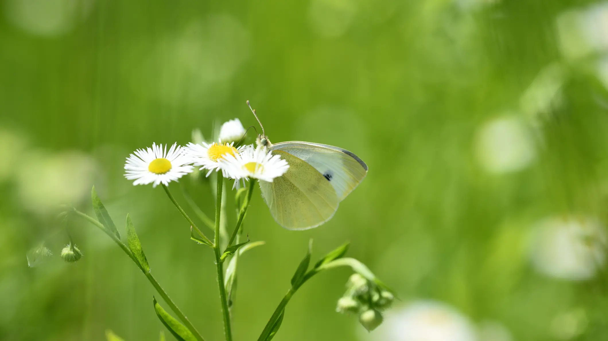 Your Garden