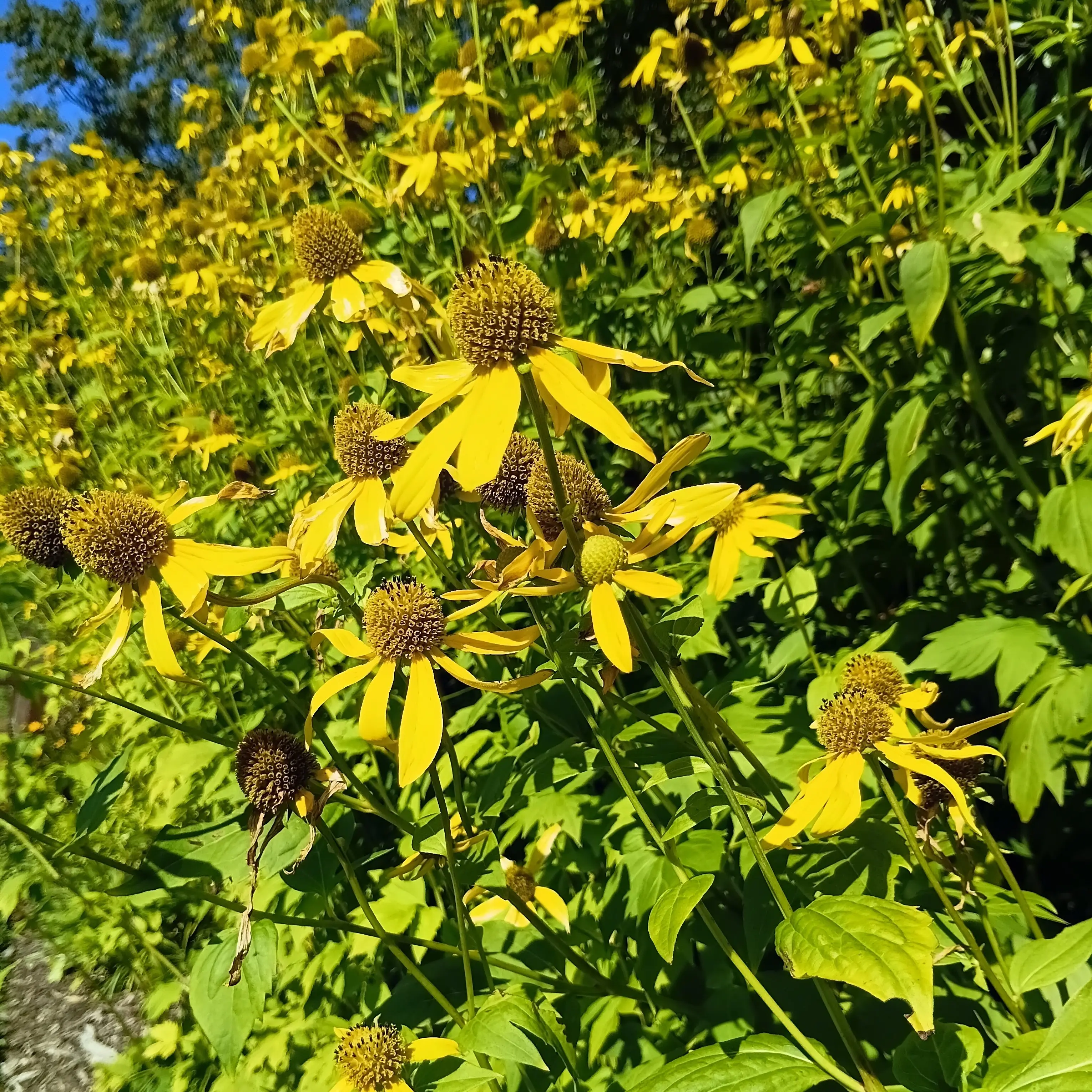 Seed exchange growing global connections