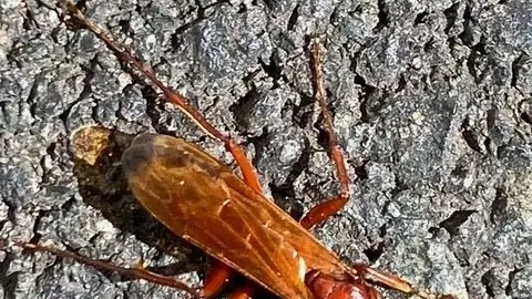 Parasitic wasps make it a bad day to be a spider
