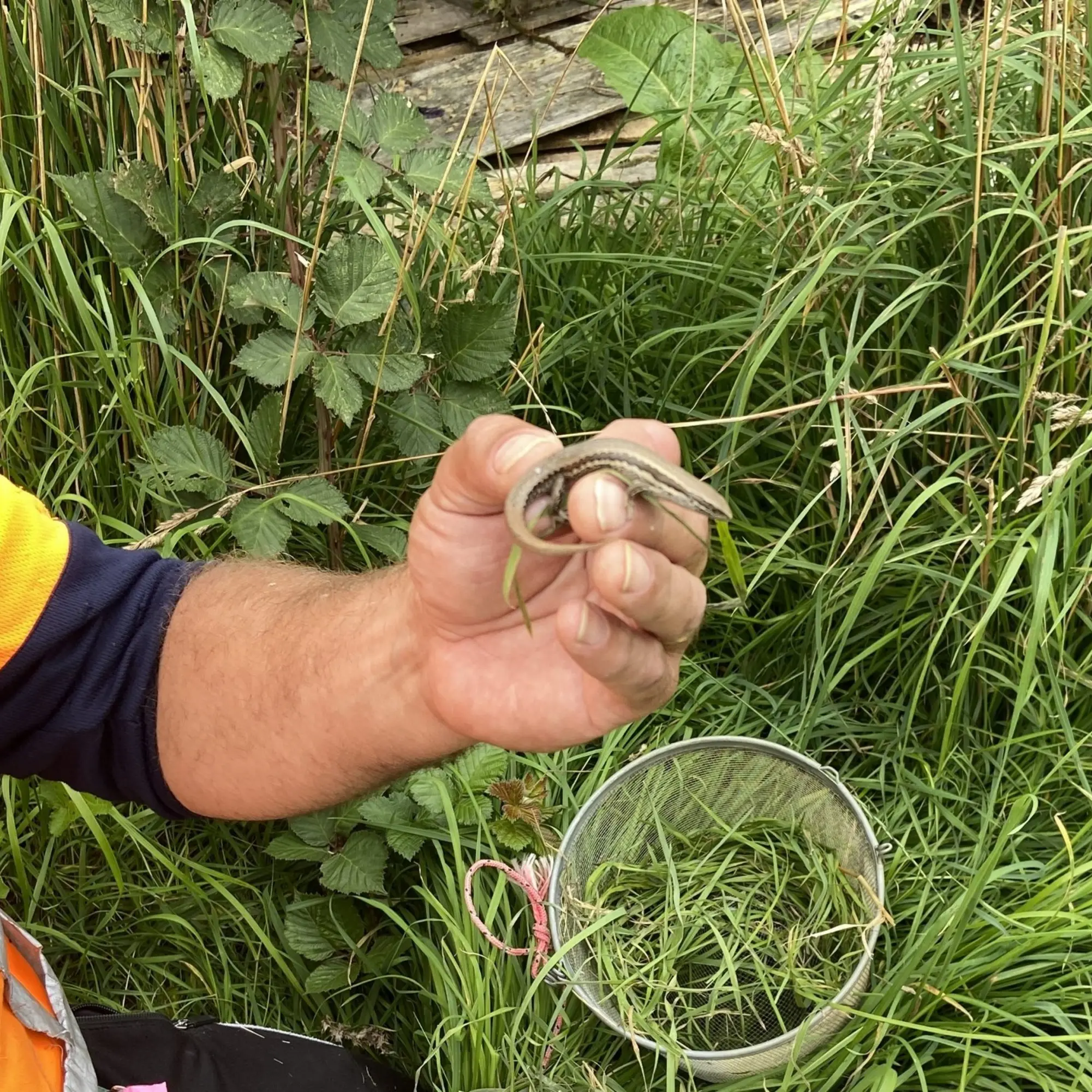 'Resilient little' lizards moved for bridge project