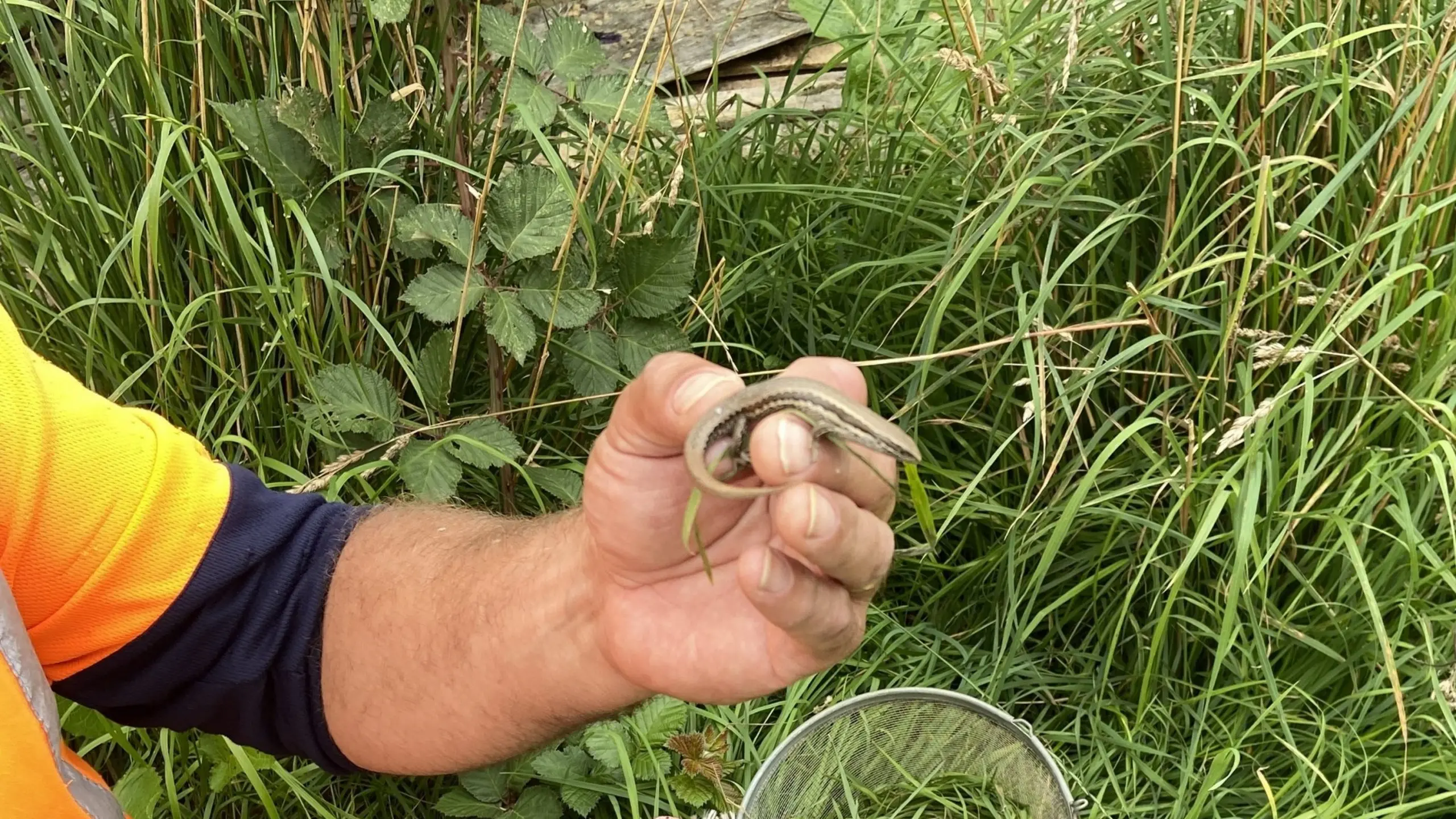 'Resilient little' lizards moved for bridge project