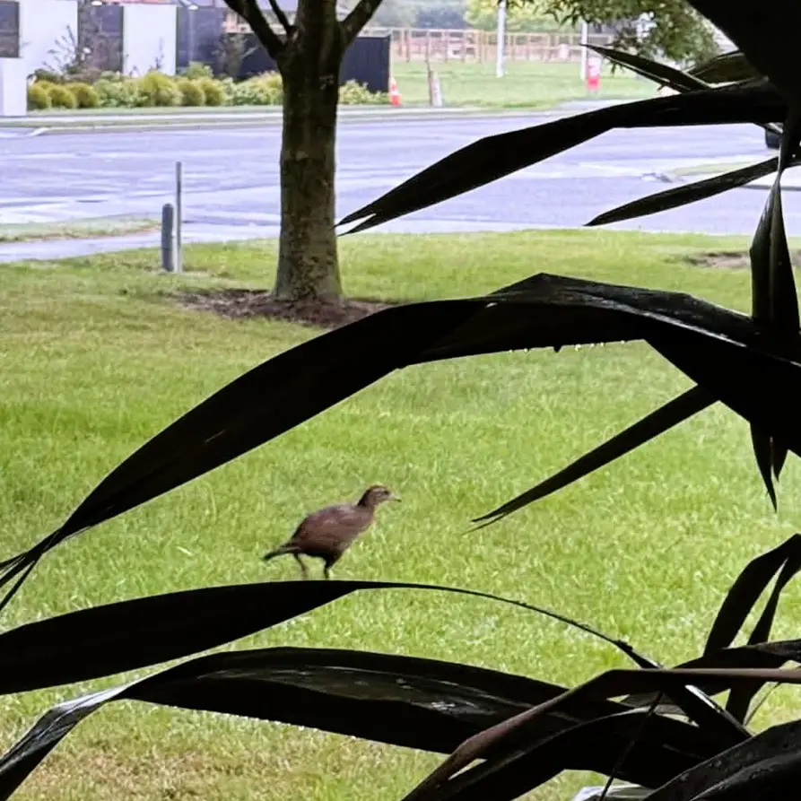 What the weka? Flightless bird spotted on Canterbury street corner