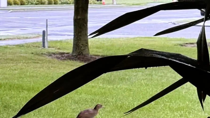 What the weka? Flightless bird spotted on Canterbury street corner