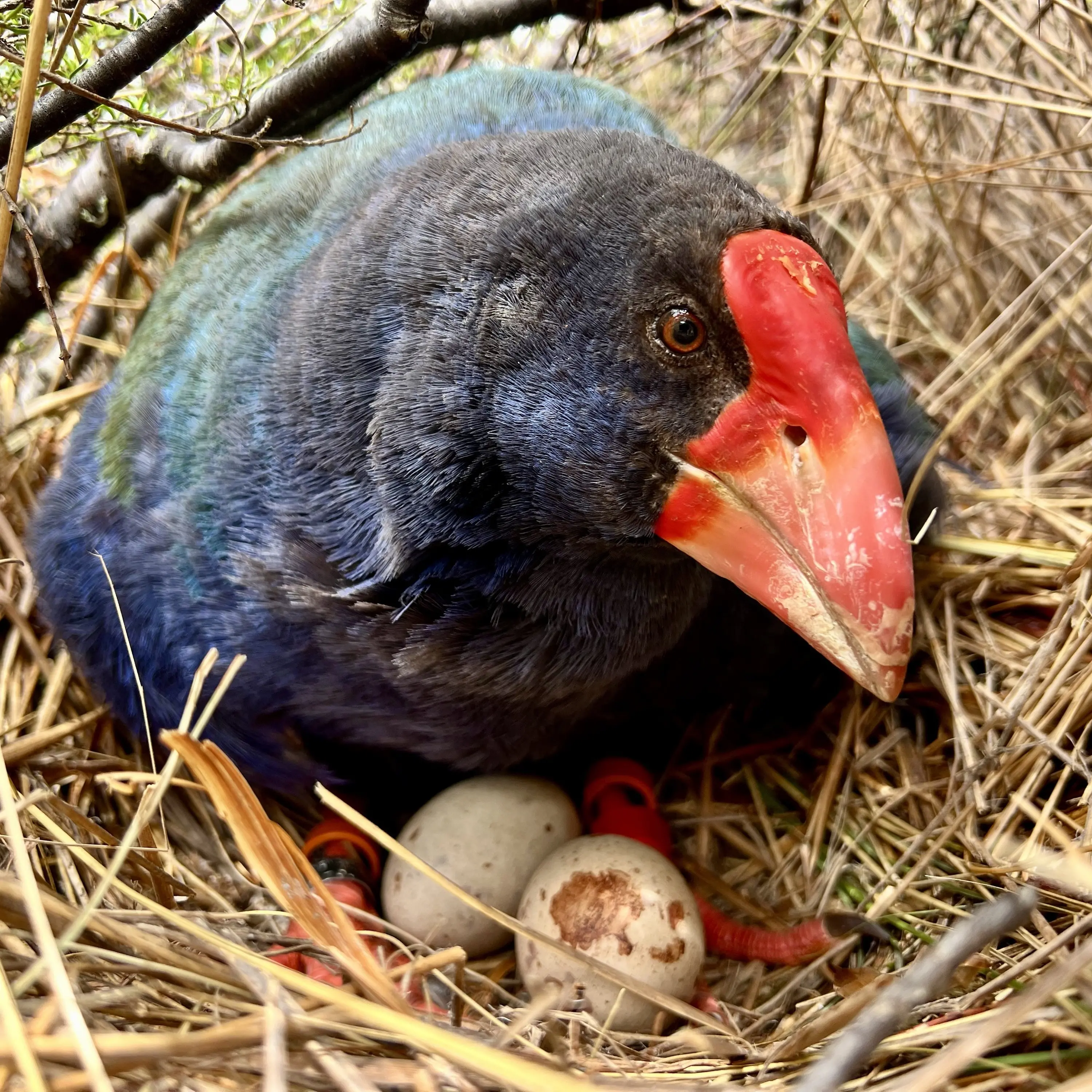 Time for a takahē to top the tree