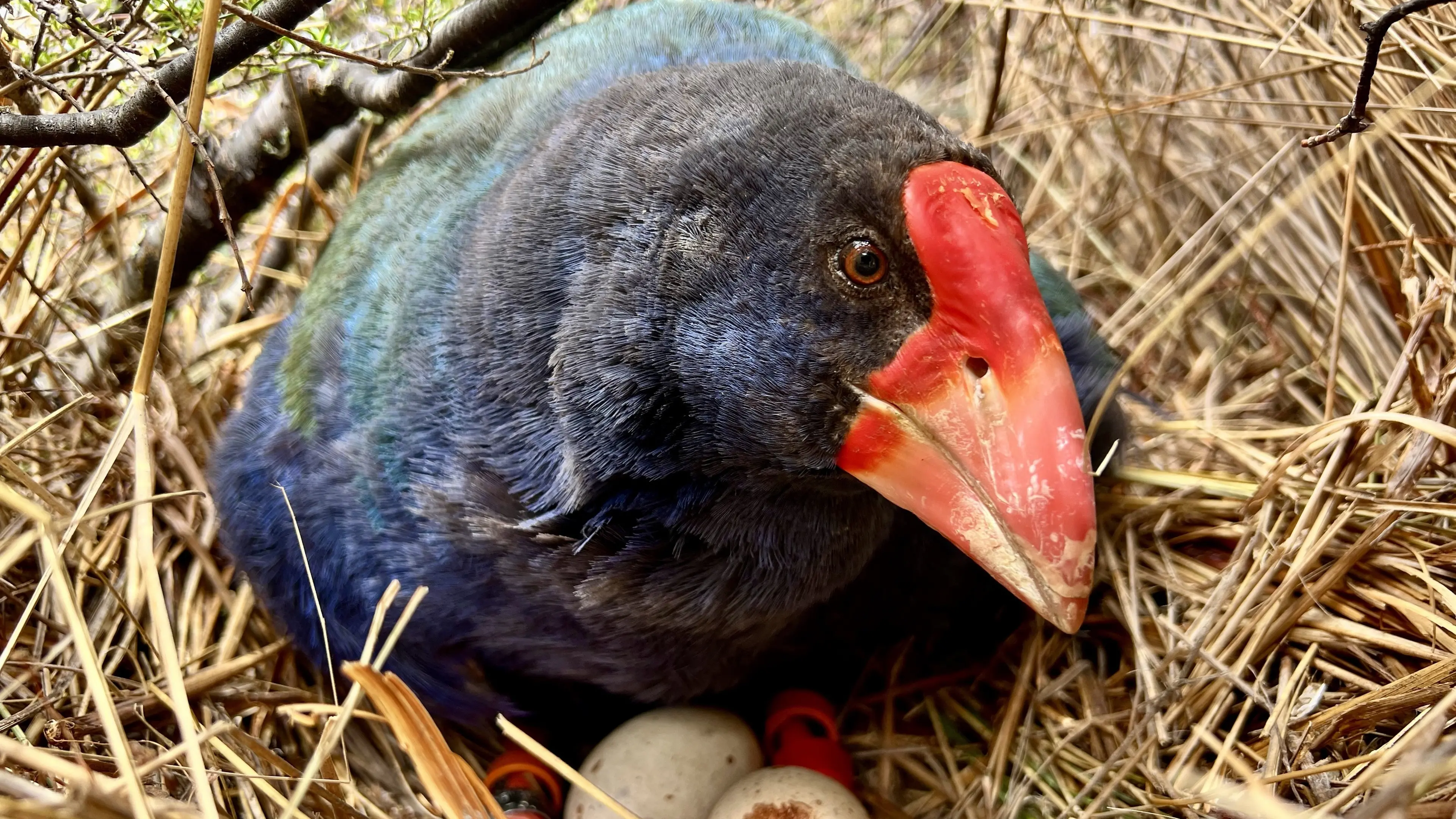 Time for a takahē to top the tree