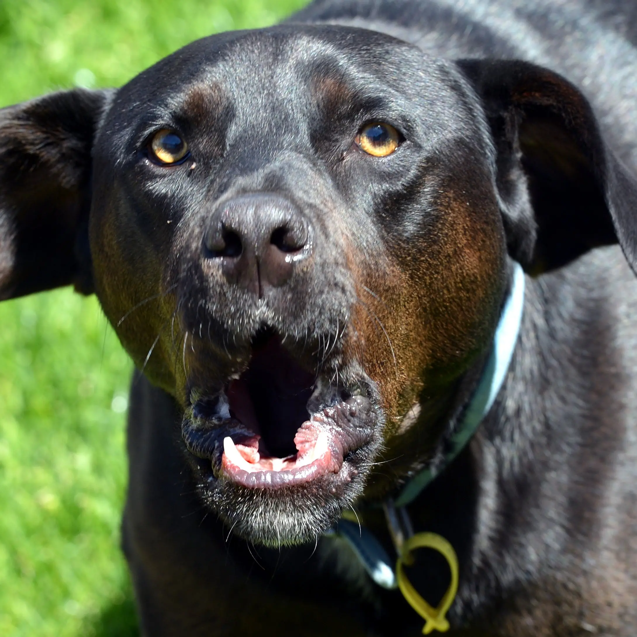 Dog of an Act needs replacing