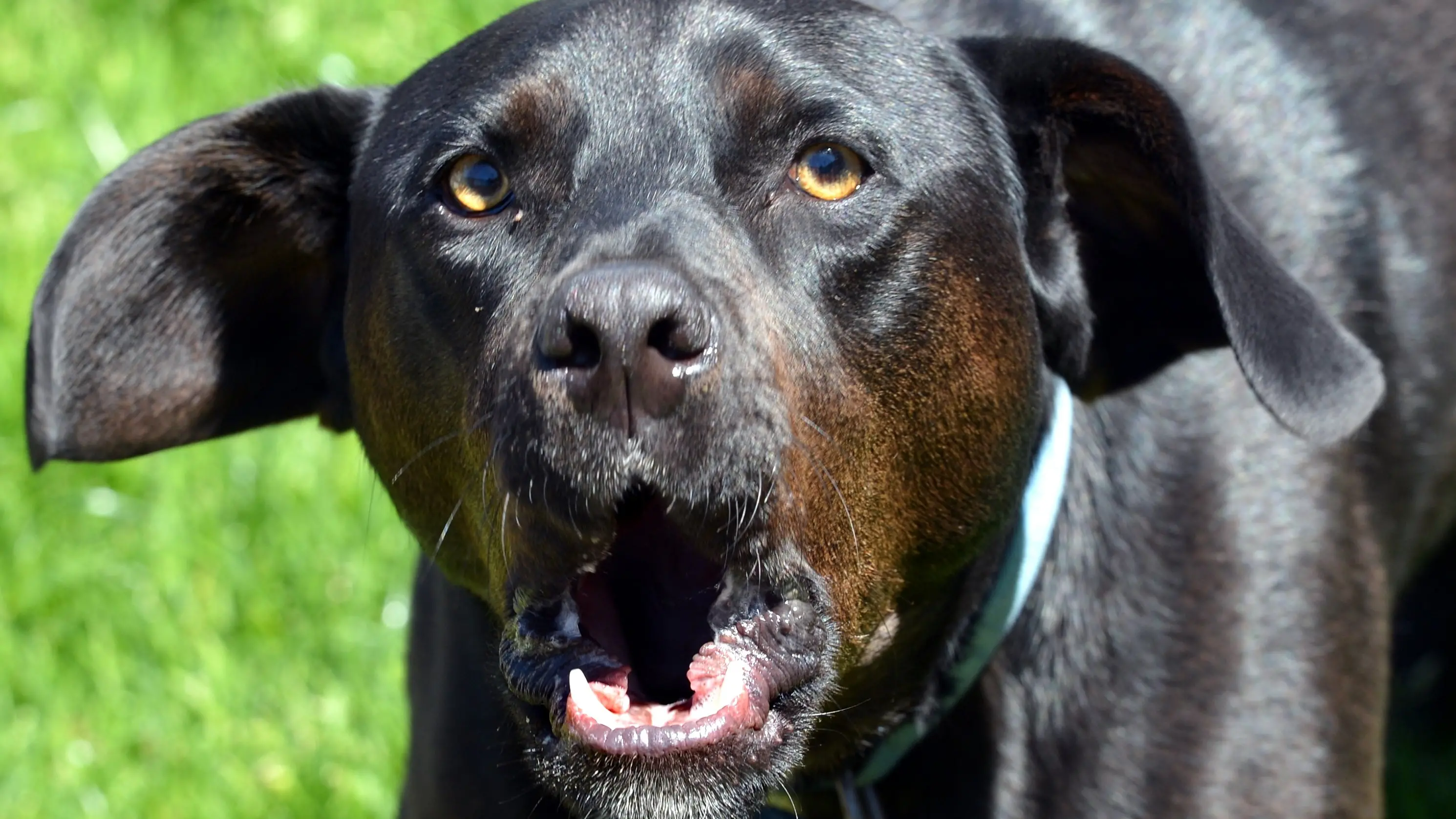 Dog of an Act needs replacing