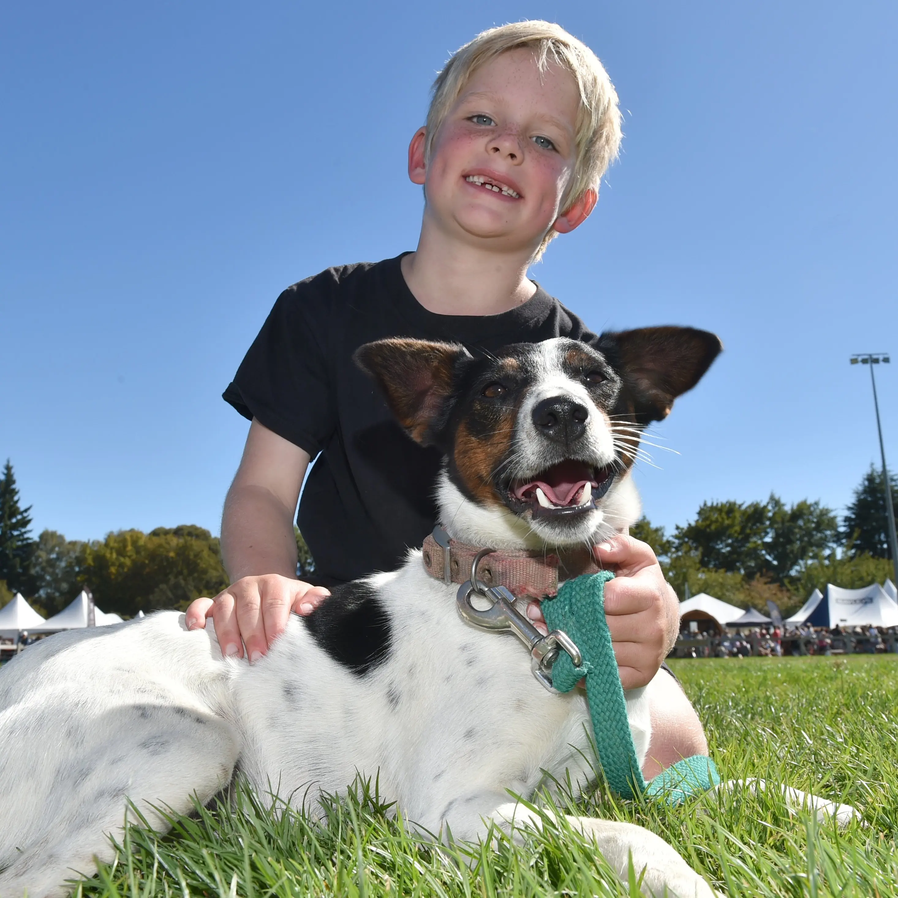 Fast dogs, strong people pull crowds