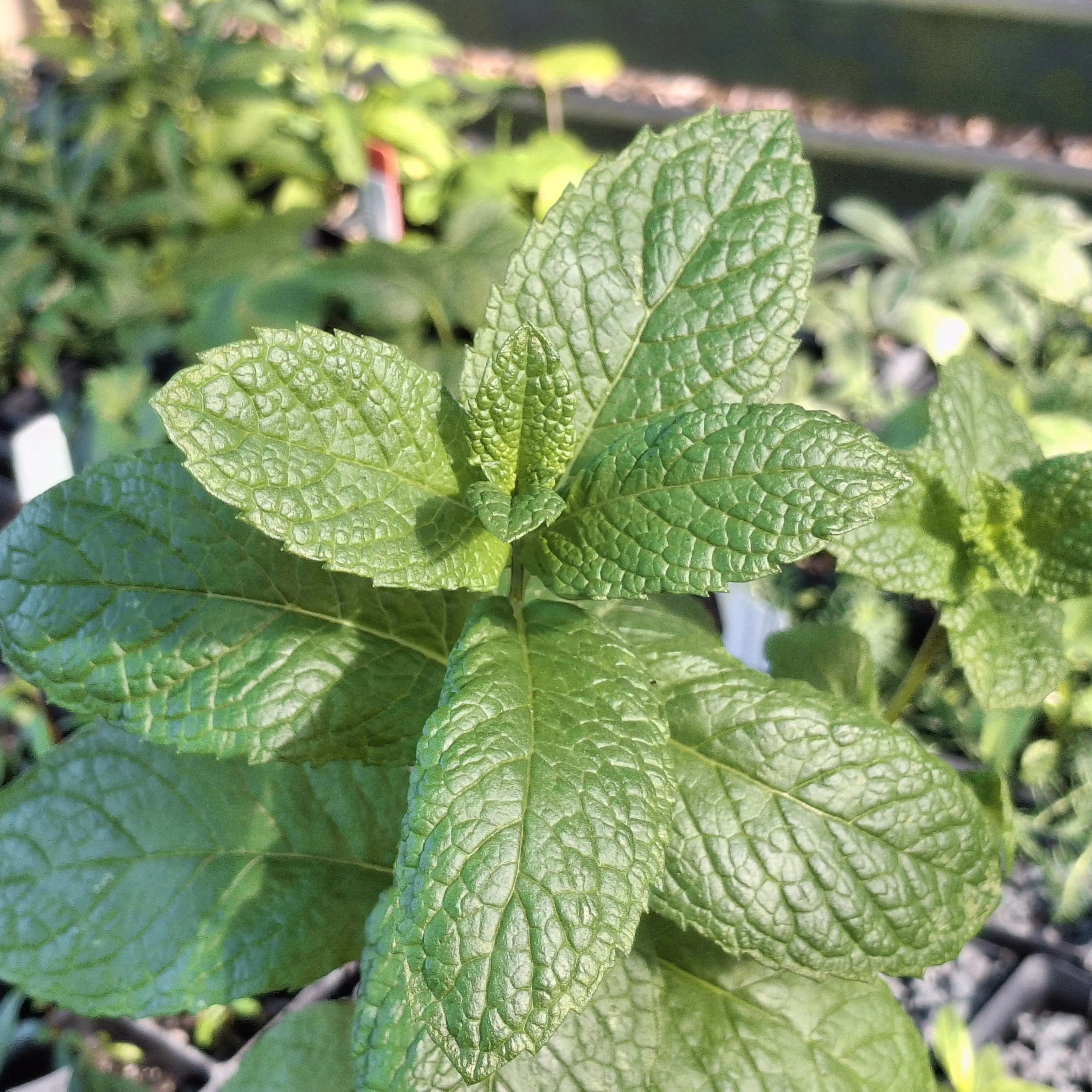 A pinch and a trim - growing incentives