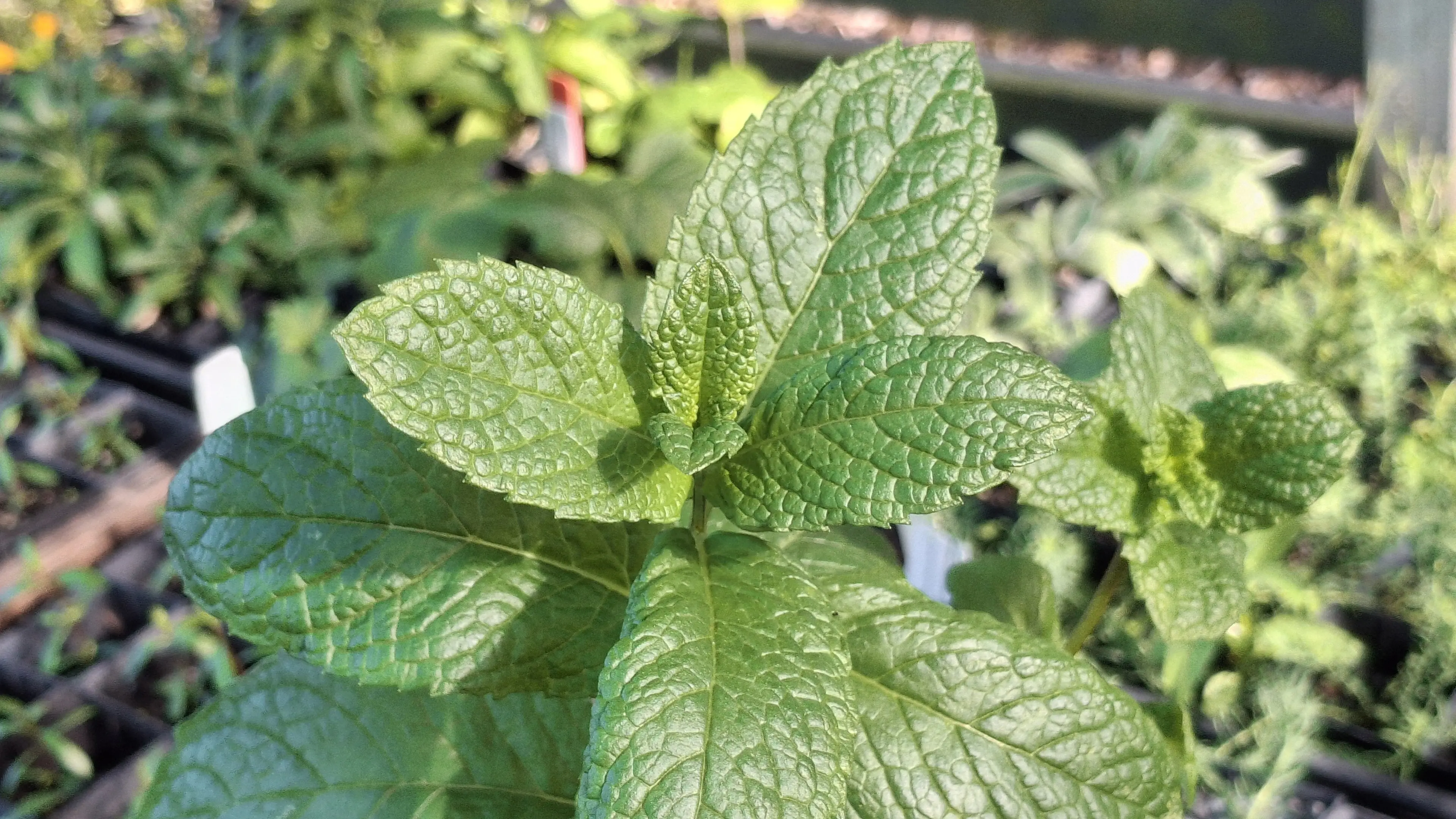 A pinch and a trim - growing incentives