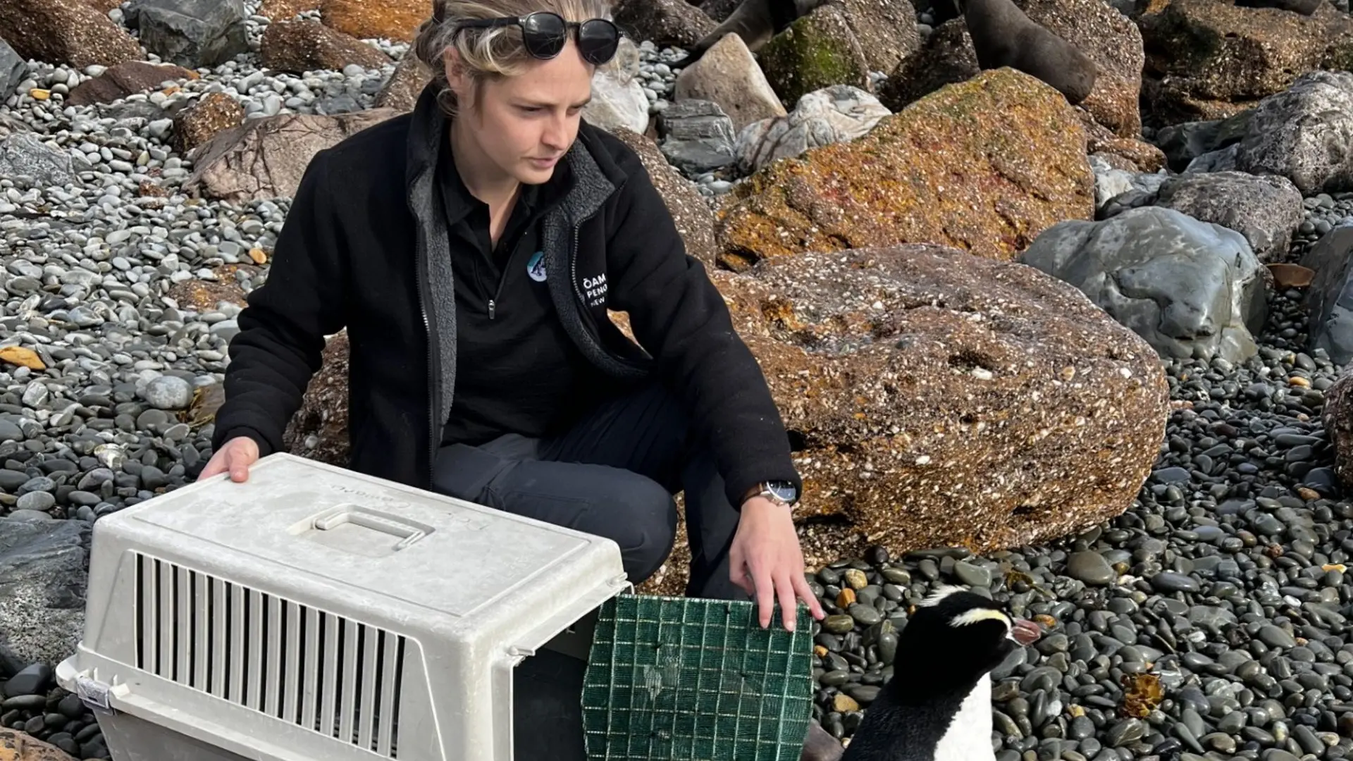 Snake the rare penguin returned to the wild