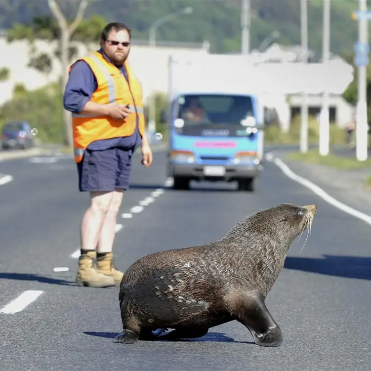 Lonely seal tries life in fast lane