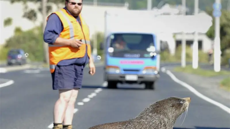 Lonely seal tries life in fast lane