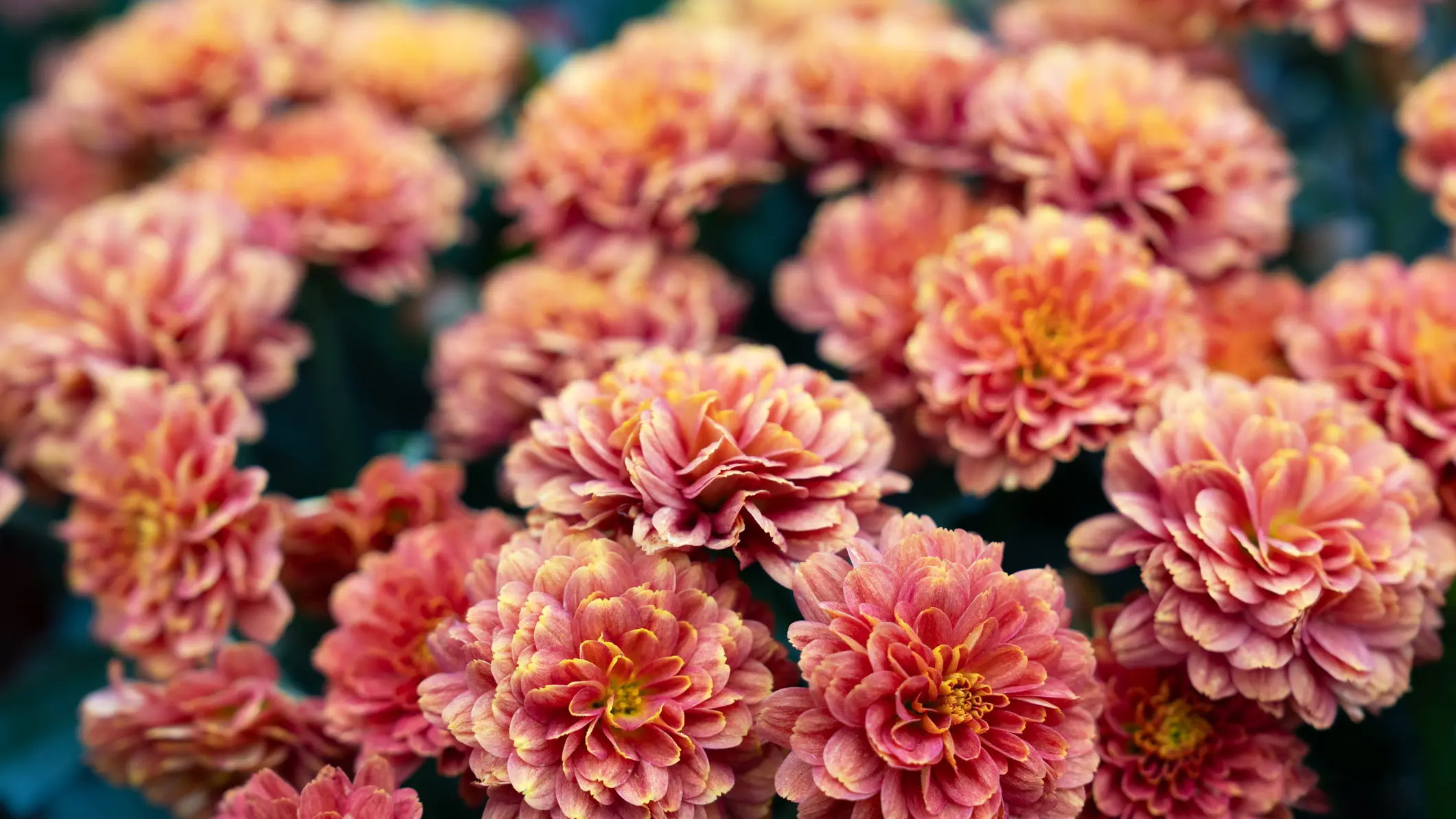 Your Garden
