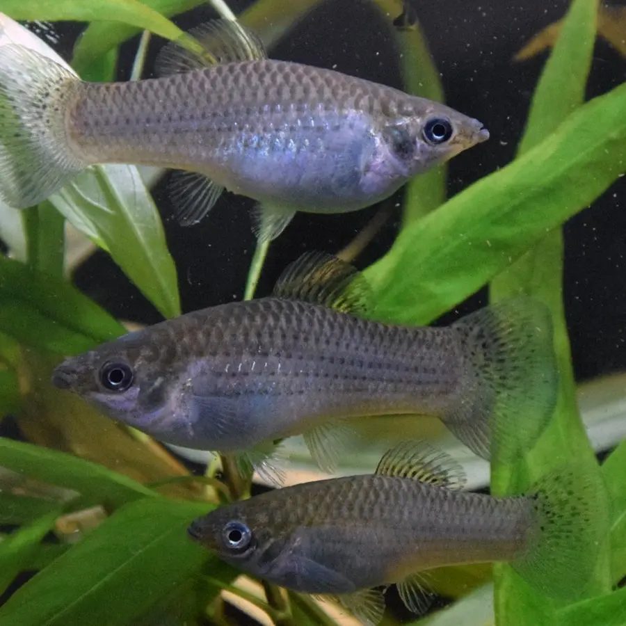 Chaste fish doing fine