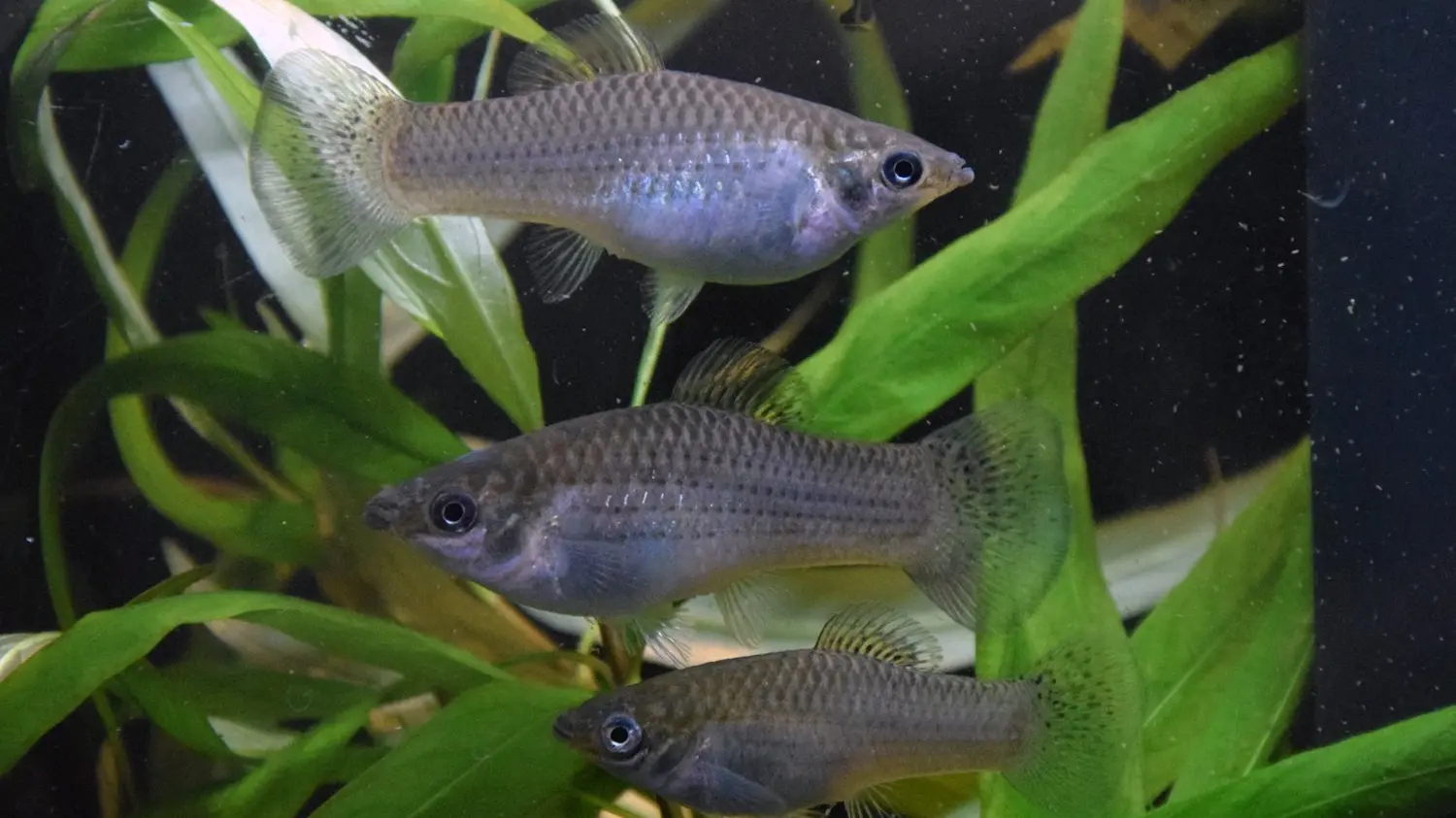 Chaste fish doing fine