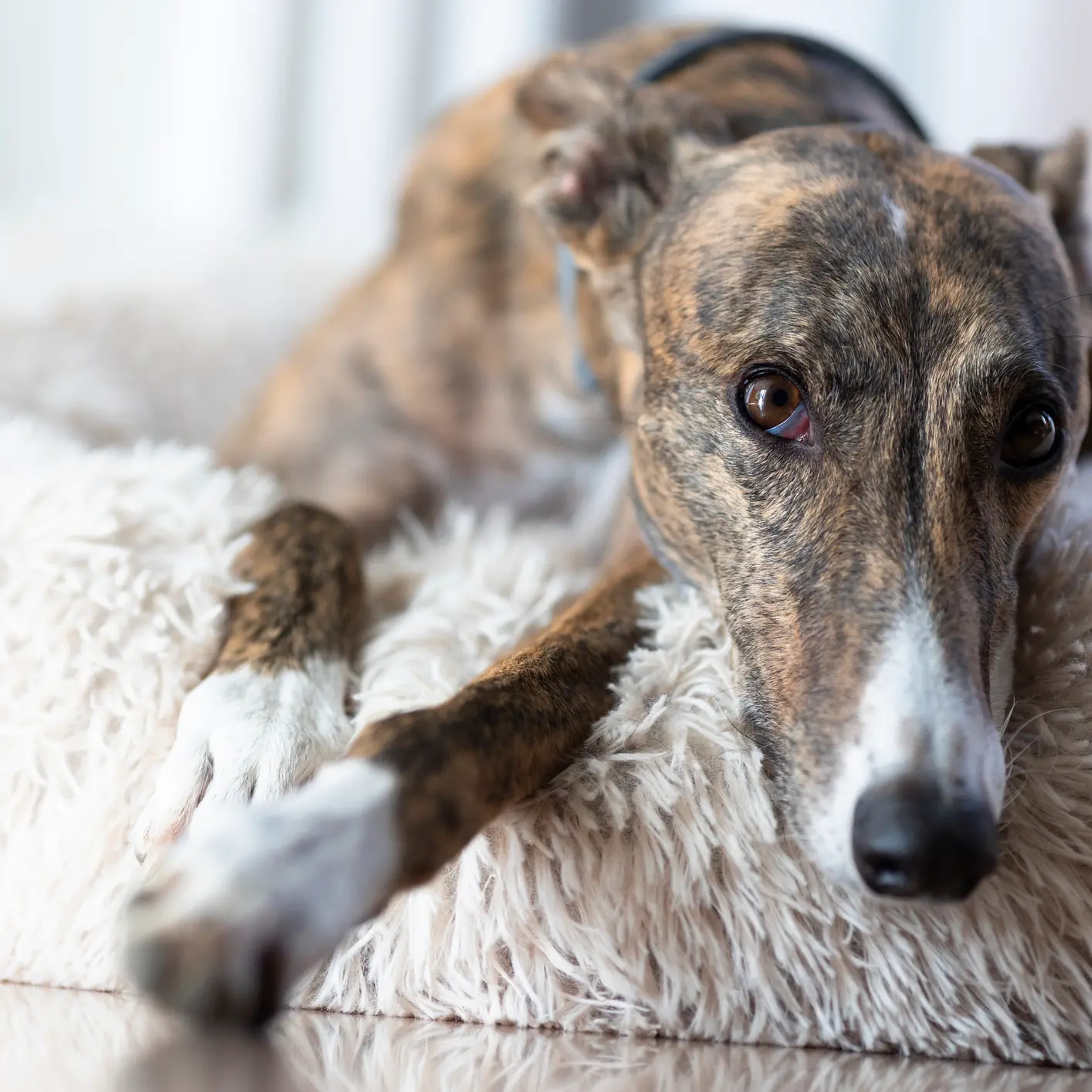 Parliament tries to find homes for friends of Lily and Zoi