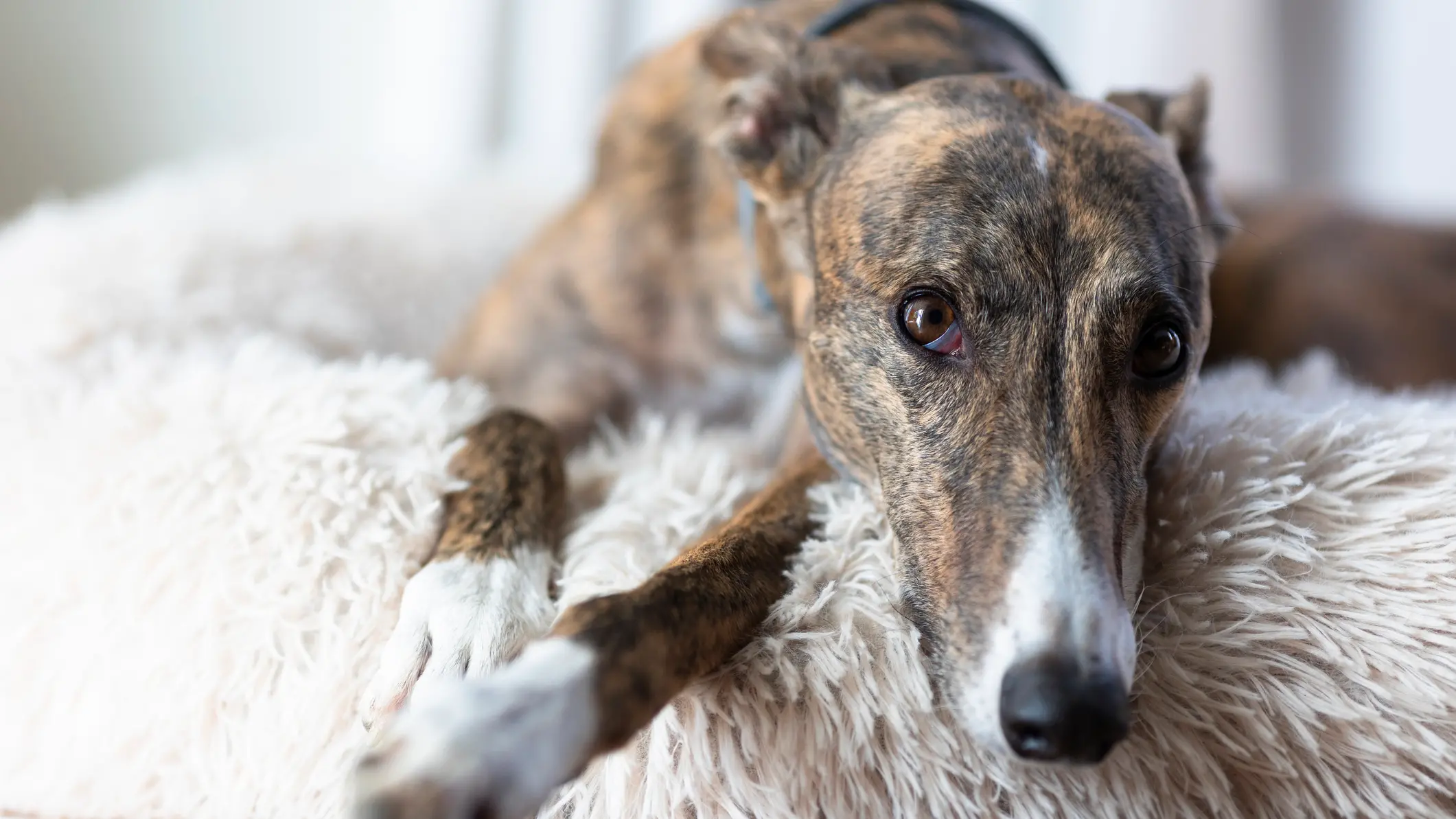 Parliament tries to find homes for friends of Lily and Zoi