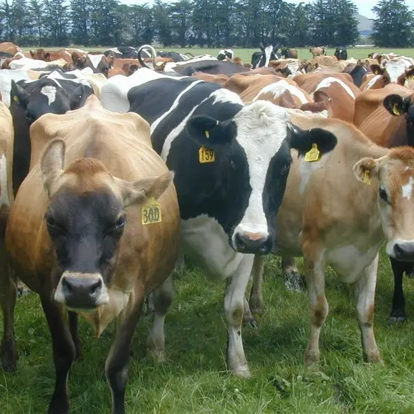 NZ dairy futures go global