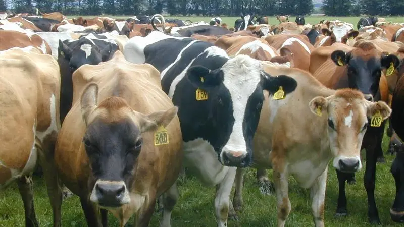 NZ dairy futures go global
