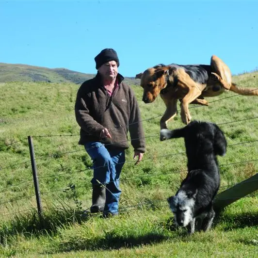 City dog fee discrepancies 'ridiculous'