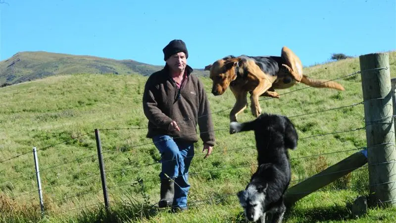 City dog fee discrepancies 'ridiculous'