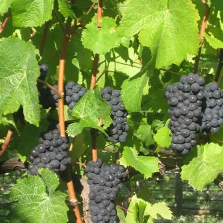 Strong yield increases grape harvest by 23%