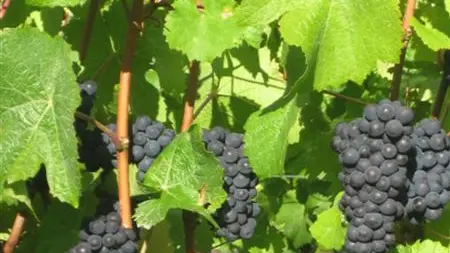 Strong yield increases grape harvest by 23%