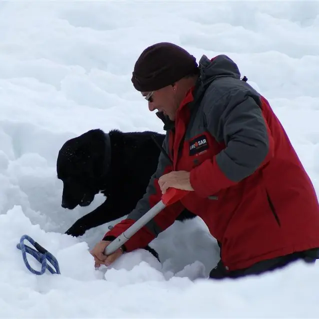 Conditions test dogs, handlers