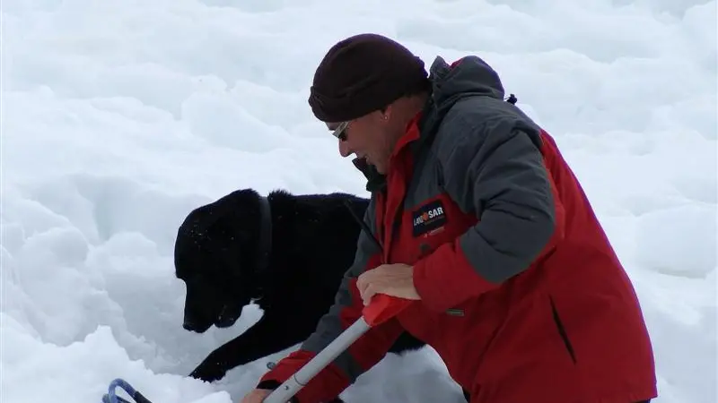 Conditions test dogs, handlers