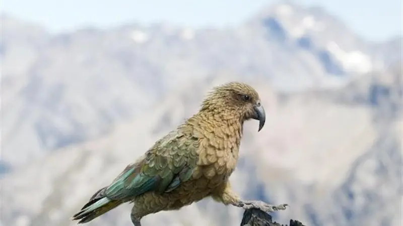 Seven keas dead in wake of 1080 work