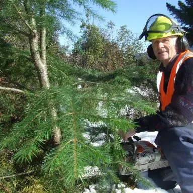 Getting to grips with wilding pines