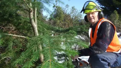 Getting to grips with wilding pines
